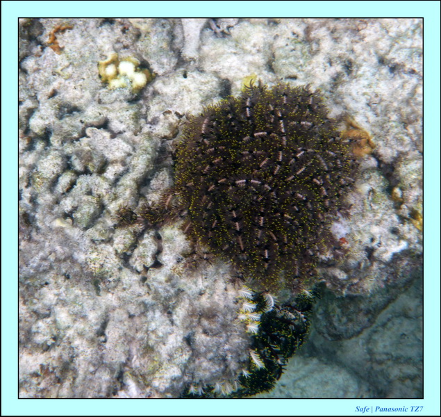 2009   07   Matakin 17